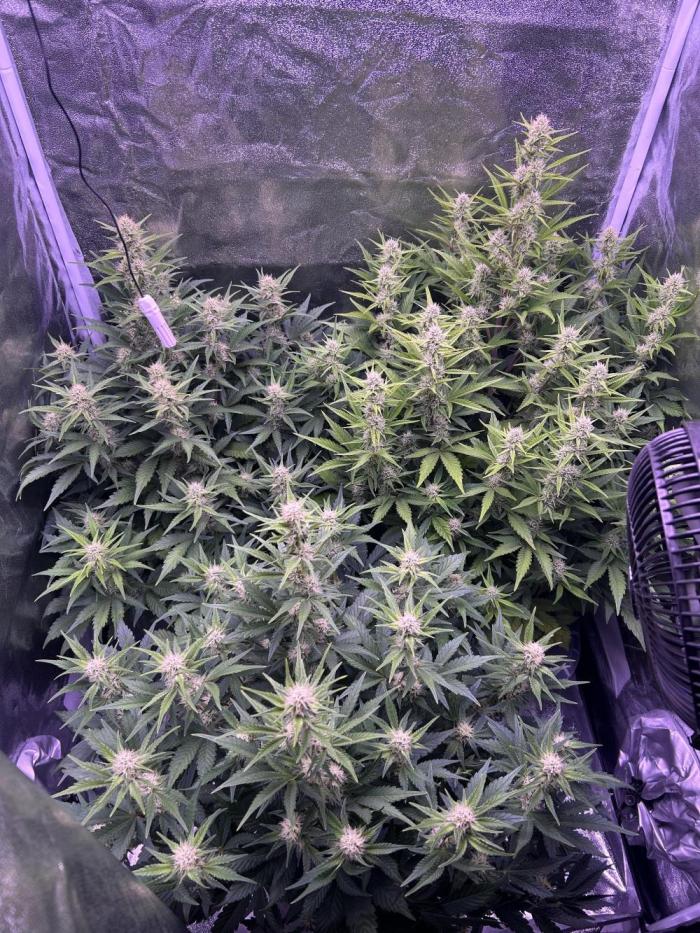 3x automatics + First run. Week 6