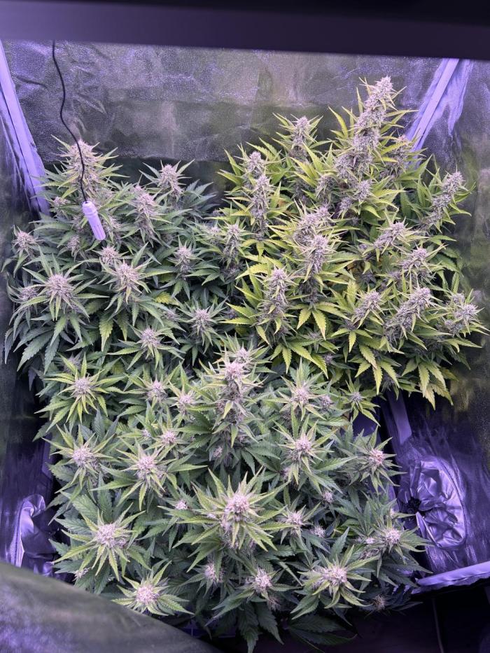 3x automatics + First run. Week 7