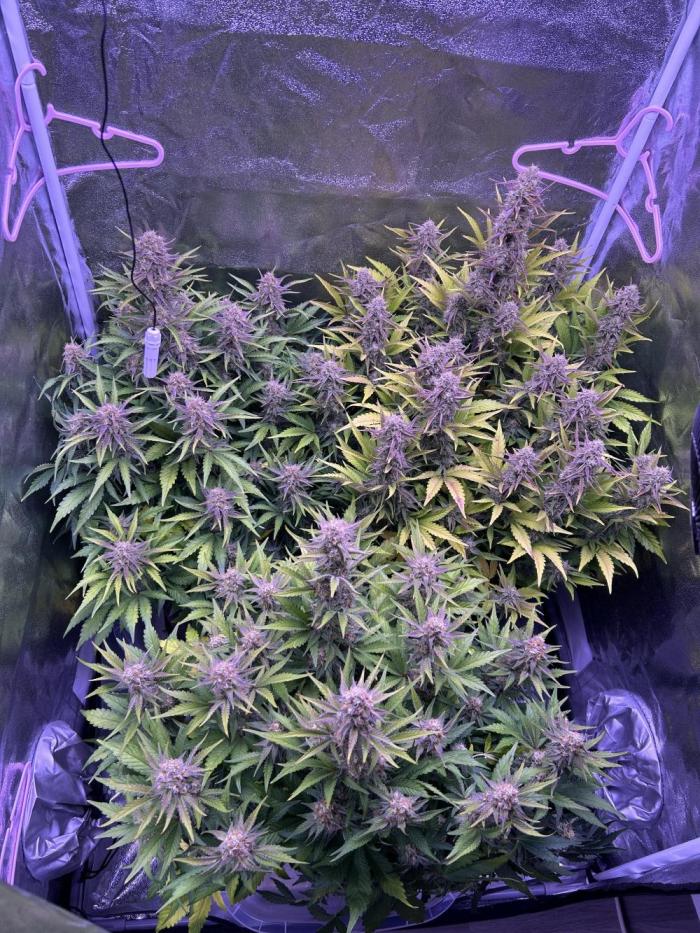 3x automatics + First run. Week 8