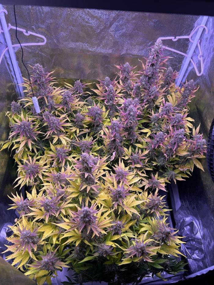 3x automatics + First run. Week 9