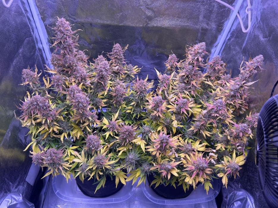 3x automatics + First run. Week 10