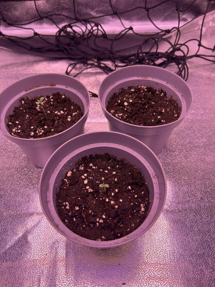 3x photos / 1x bagseed auto - run 2. Week 1