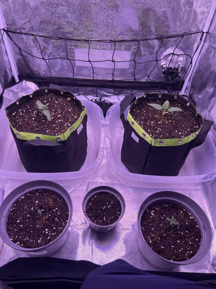3x photos / 1x bagseed auto - run 2. Week 2