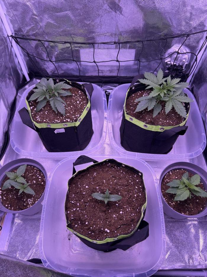 3x photos / 1x bagseed auto - run 2. Week 3