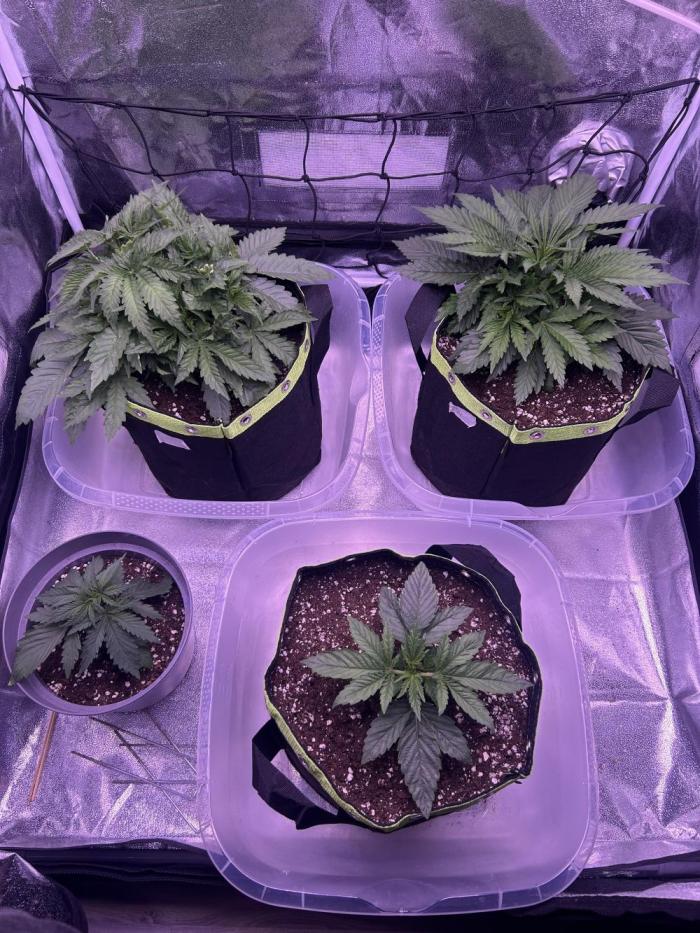 3x photos / 1x bagseed auto - run 2. Week 4
