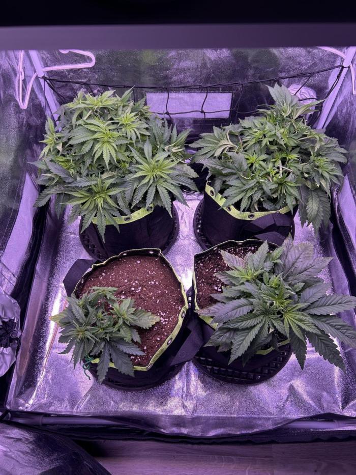 3x photos / 1x bagseed auto - run 2. Week 5