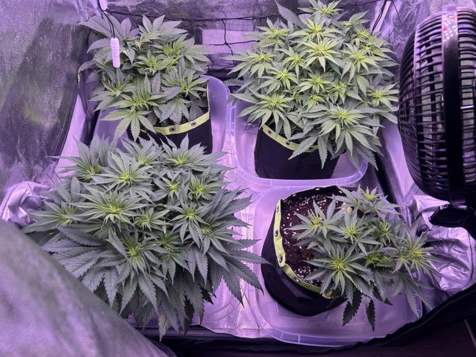 3x photos / 1x bagseed auto - run 2. Week 6