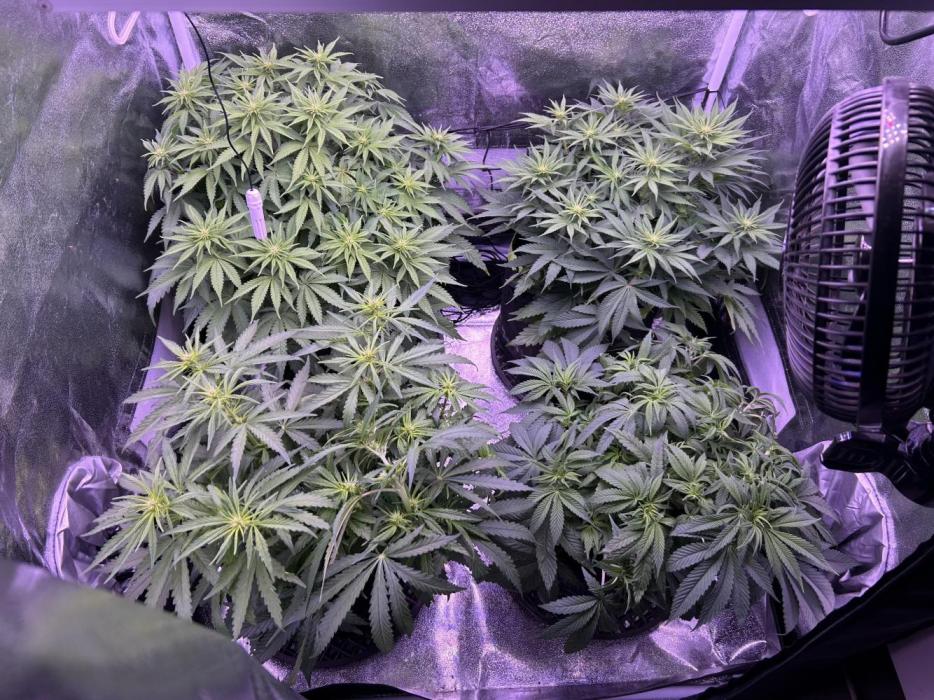 3x photos / 1x bagseed auto - run 2. Week 7
