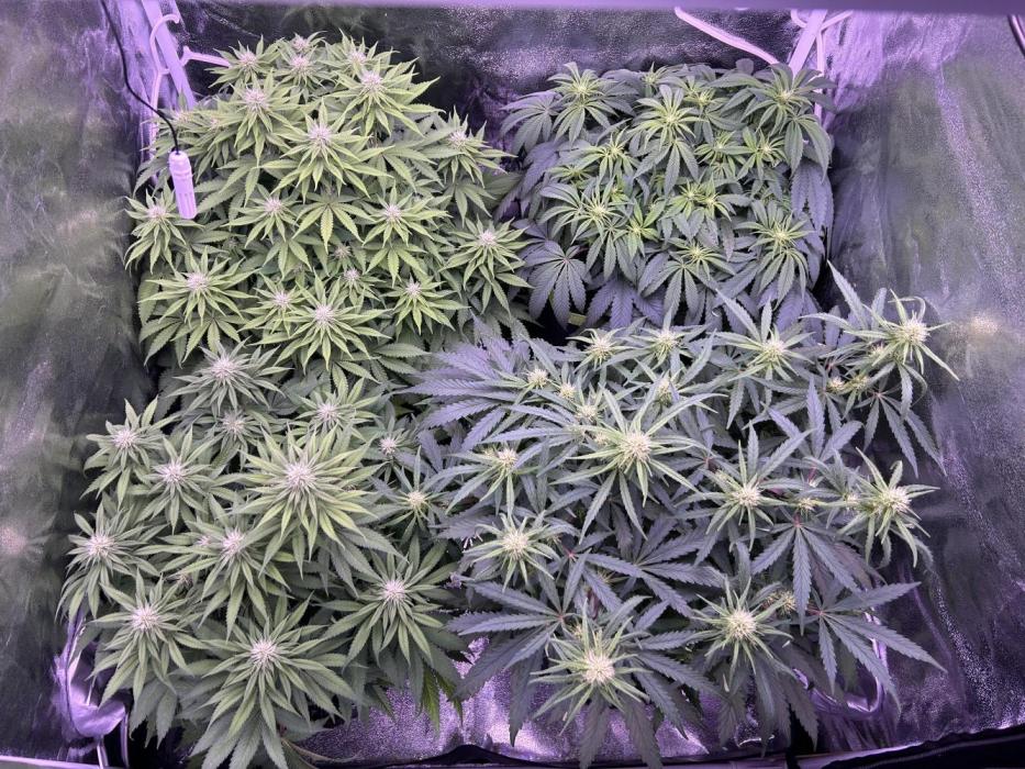 3x photos / 1x bagseed auto - run 2. Week 8