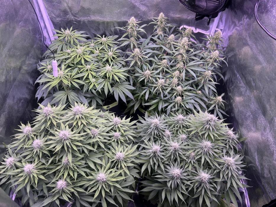 3x photos / 1x bagseed auto - run 2. Week 9