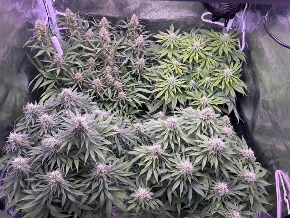 3x photos / 1x bagseed auto - run 2. Week 10