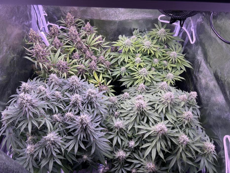 3x photos / 1x bagseed auto - run 2. Week 11