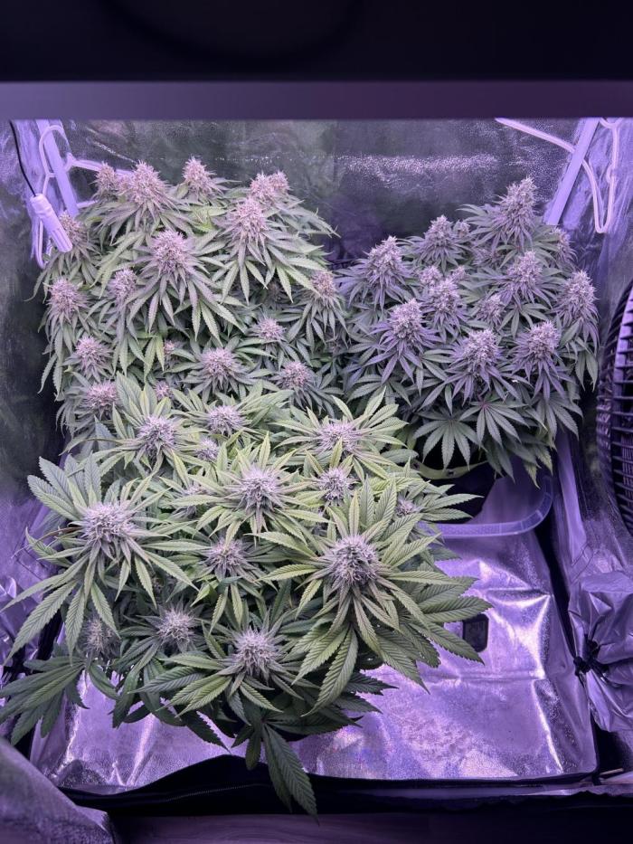 3x photos / 1x bagseed auto - run 2. Week 12