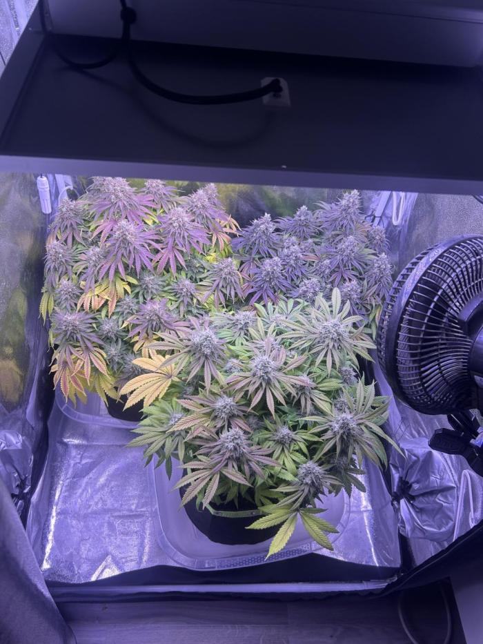 3x photos / 1x bagseed auto - run 2. Week 13