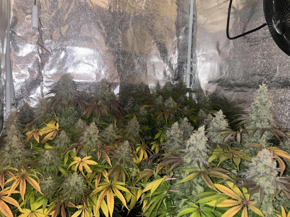 3x photos / 1x bagseed auto - run 2. Week 14