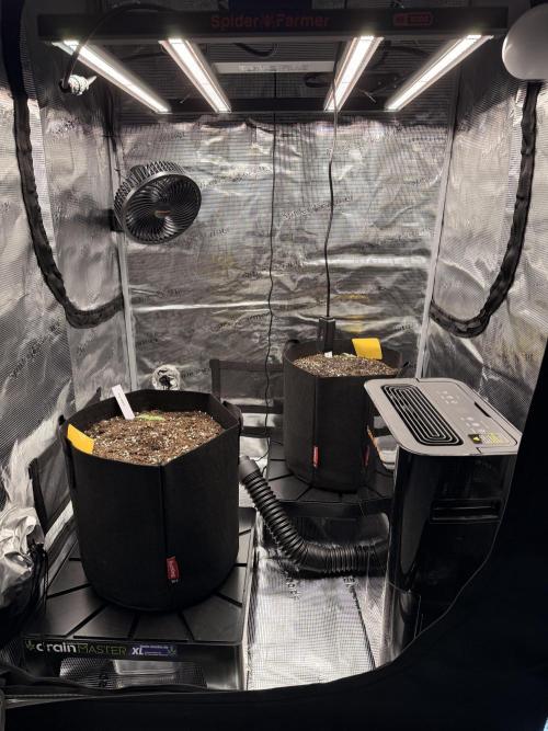 First ever grow!. Week 0