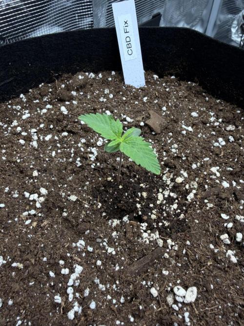 First ever grow!. Week 0