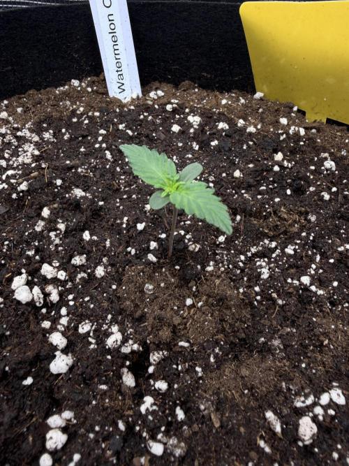 First ever grow!. Week 0