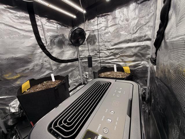 First ever grow!. Week 0
