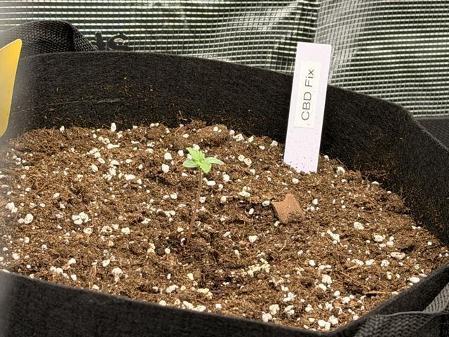 First ever grow!. Week 0