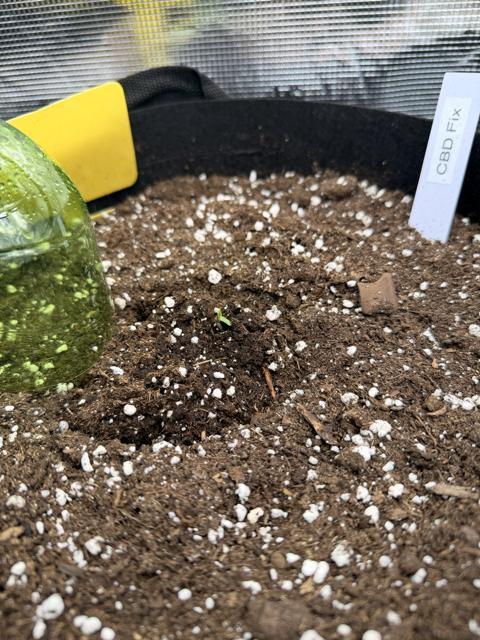 First ever grow!. Week 0