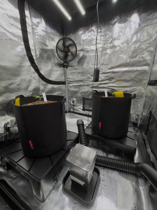First ever grow!. Week 1 - Setup - Day 9