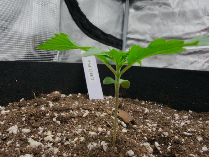 First ever grow!. Week 1 - CBD Fix - Day 9