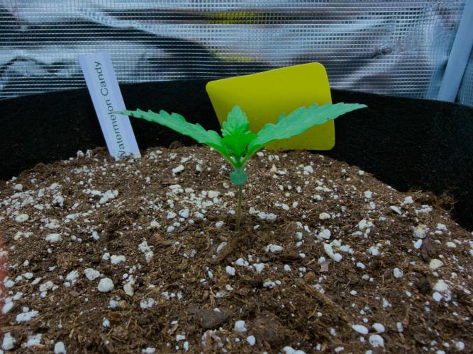 First ever grow!. Week 1 - Water. Candy - Day 9