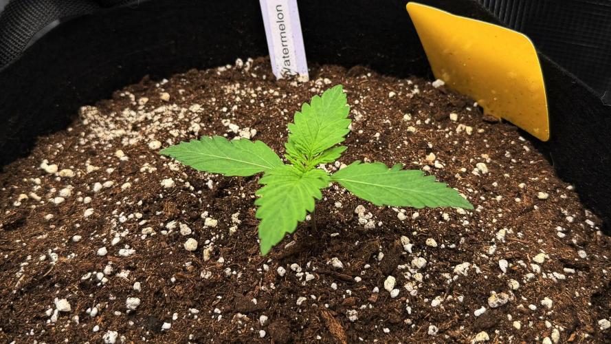 First ever grow!. Week 1 - Water. Candy - D 11