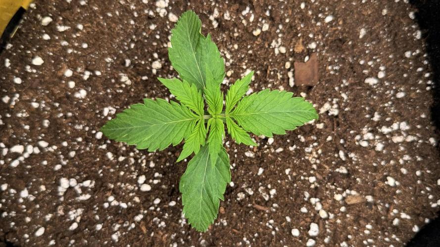 First ever grow!. Week 1 - CBD Fix - D 11