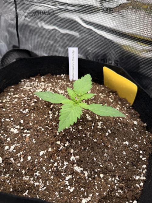 First ever grow!. Week 1 - Water. Candy - D 12