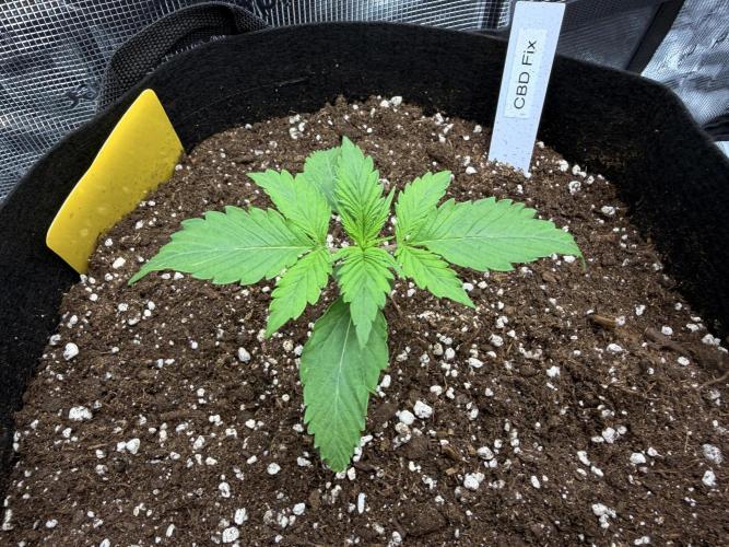 First ever grow!. Week 1 - CBD Fix - D 12