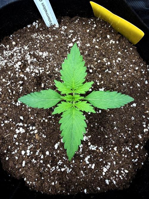 First ever grow!. Week 1 - Water. Candy - D 12