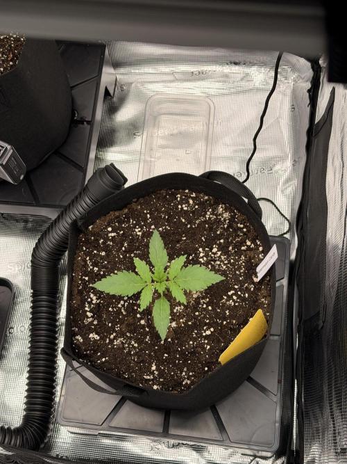 First ever grow!. Week 1 - Water. Candy - D 13