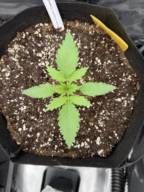First ever grow!. Week 1 - Water. Candy - D 13