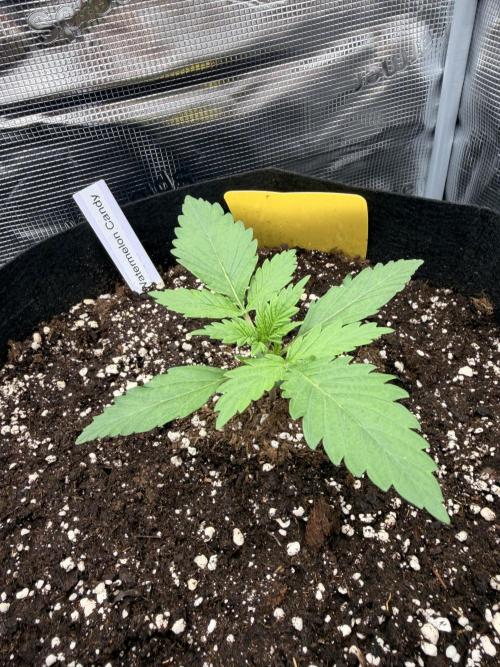 First ever grow!. Week 1 - Water. Candy - D 13