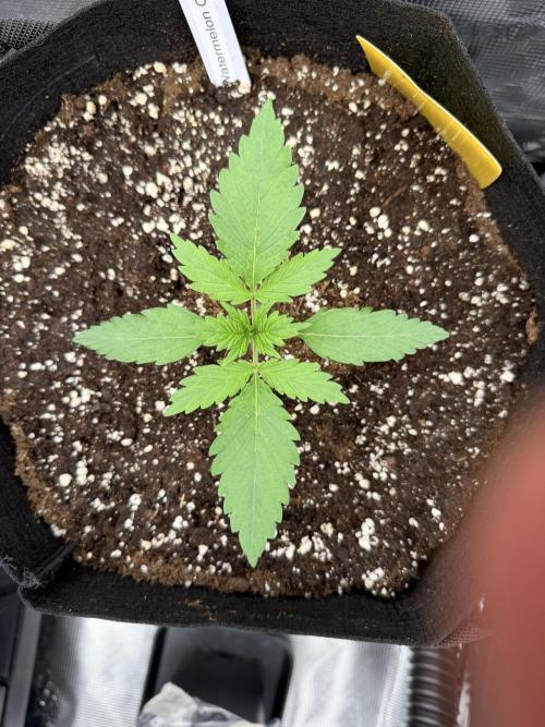 First ever grow!. Week 1 - Water. Candy - D 13