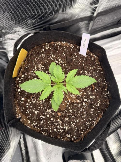 First ever grow!. Week 1 - CBD Fix - D 13