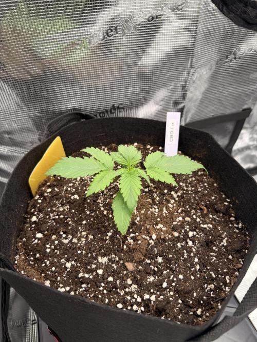 First ever grow!. Week 1 - CBD Fix - D 13
