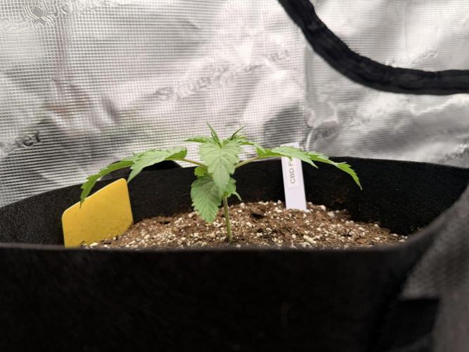 First ever grow!. Week 1 - CBD Fix - D 14