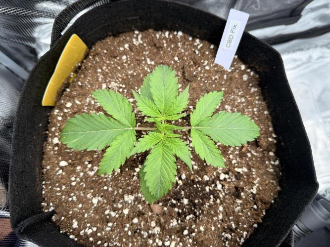 First ever grow!. Week 1 - CBD Fix - D 14