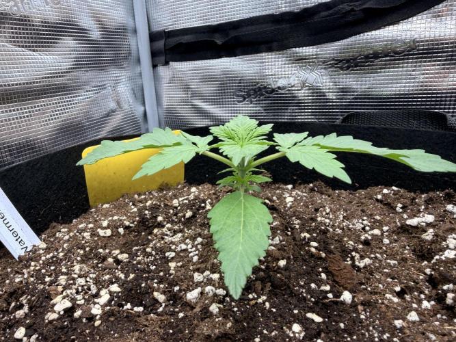 First ever grow!. Week 1 - Water. Candy - D 14