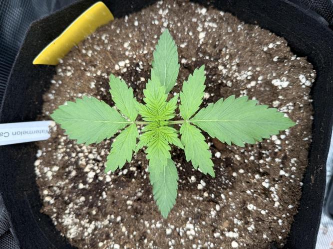 First ever grow!. Week 1 - Water. Candy - D 14