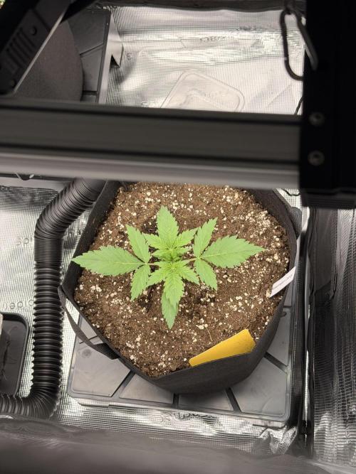First ever grow!. Week 2