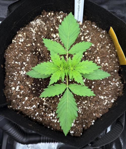 First ever grow!. Week 2