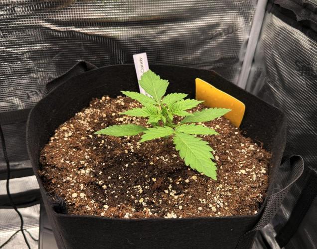 First ever grow!. Week 2