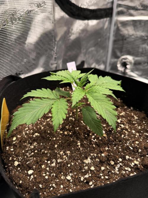 First ever grow!. Week 2