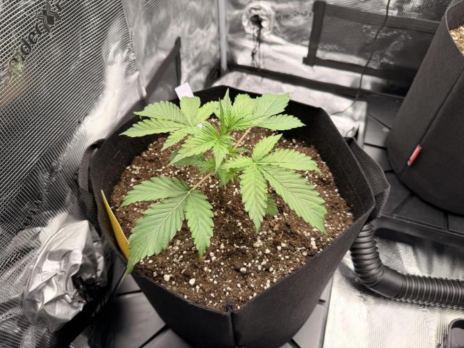 First ever grow!. Week 2