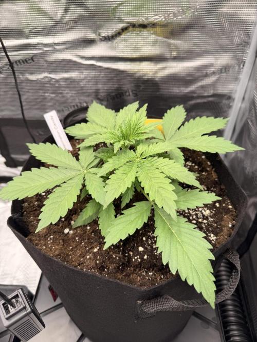 First ever grow!. Week 2