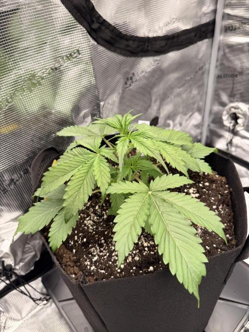 First ever grow!. Week 2